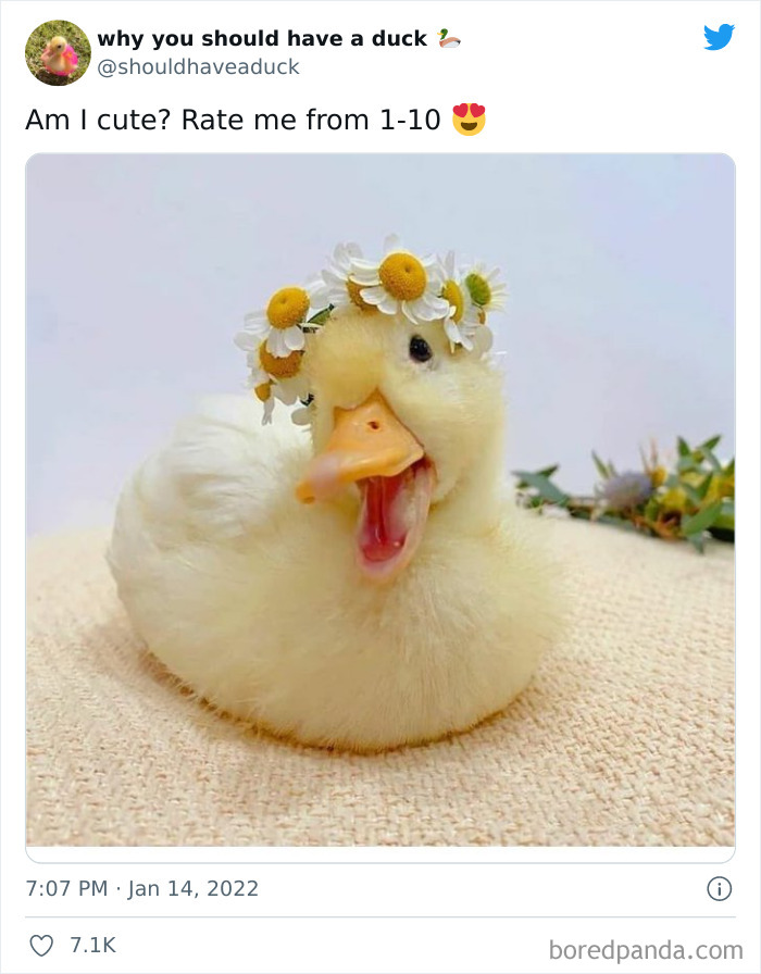 Why You Should Have A Duck