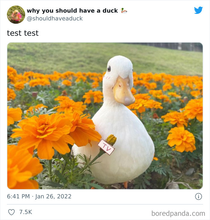 Why You Should Have A Duck