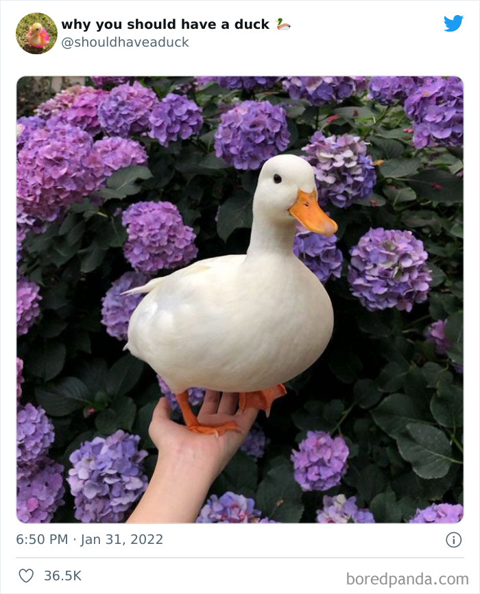Why You Should Have A Duck