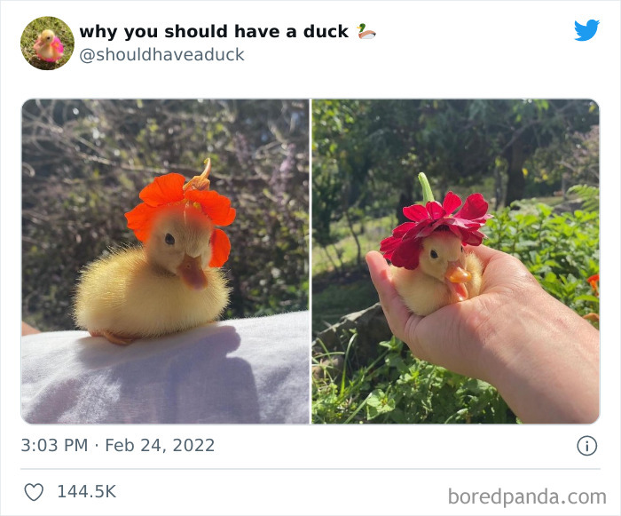 Why You Should Have A Duck