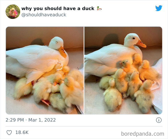 Why You Should Have A Duck