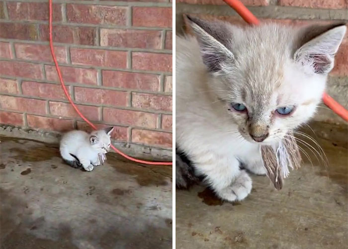 Este hombre fue &ldquo;emboscado&rdquo; por gatitos al detenerse para rescatar a uno de ellos