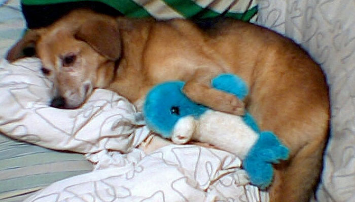 Every Private Tenant In UK To Get Legal Right To Keep A Pet In “Biggest Shake-Up Of The Private Rented Sector In 30 Years” Every Private Tenant In UK To Get Legal Right To Keep A Pet In “Biggest Shake-Up Of The Private Rented Sector In 30 Years”