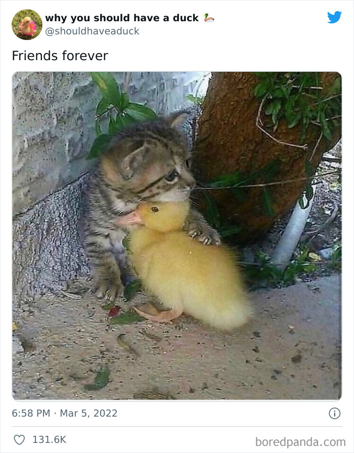 Why You Should Have A Duck