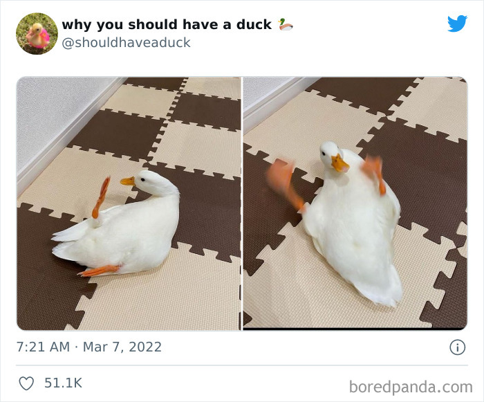 Why You Should Have A Duck