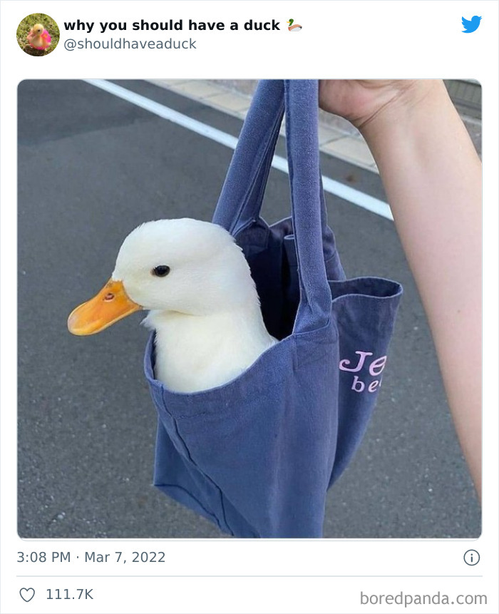 Why You Should Have A Duck