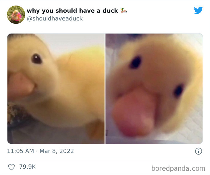 Why You Should Have A Duck