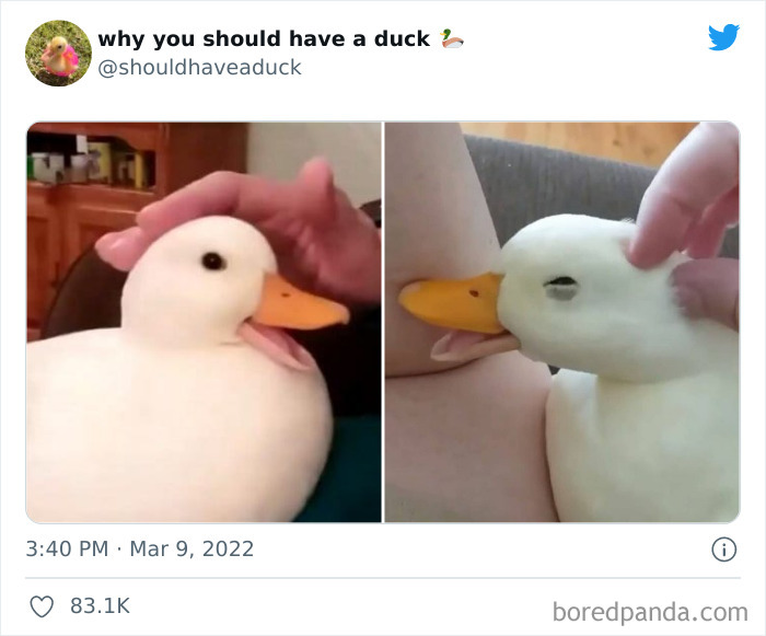 Why You Should Have A Duck