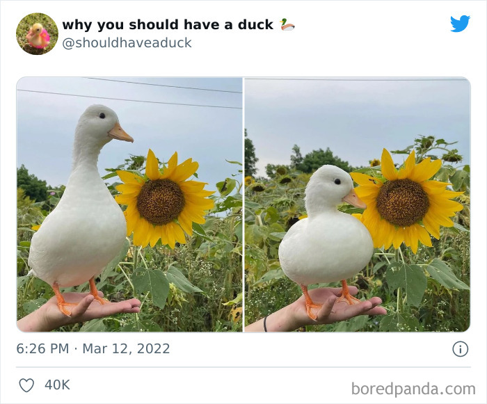Why You Should Have A Duck