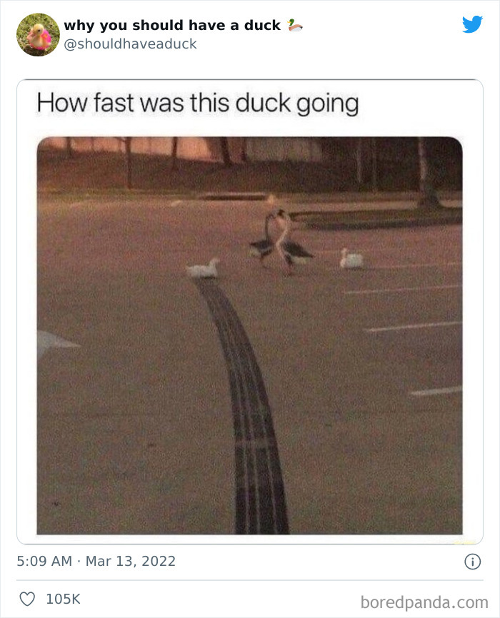 Why You Should Have A Duck