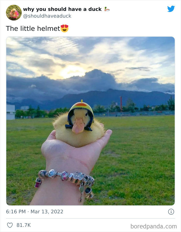 Why You Should Have A Duck