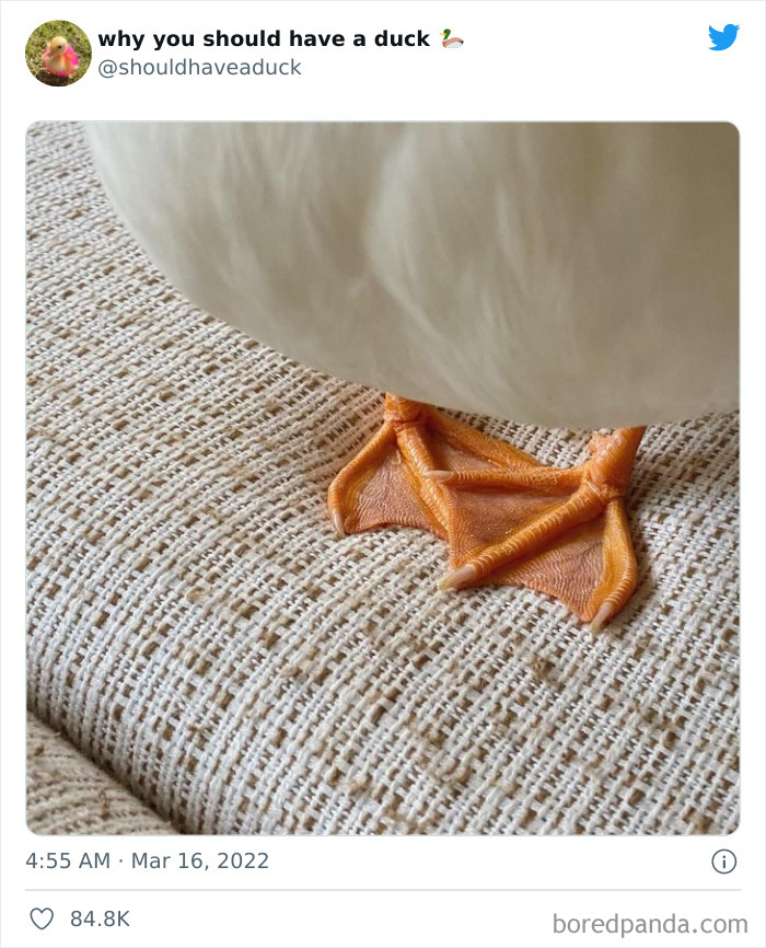 Why You Should Have A Duck