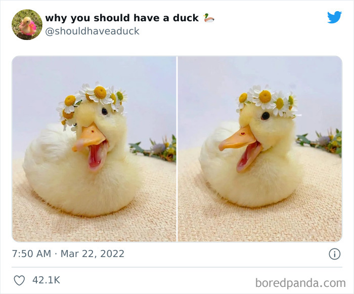 Why You Should Have A Duck