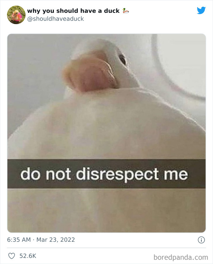 Why You Should Have A Duck