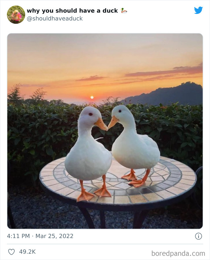 Why You Should Have A Duck