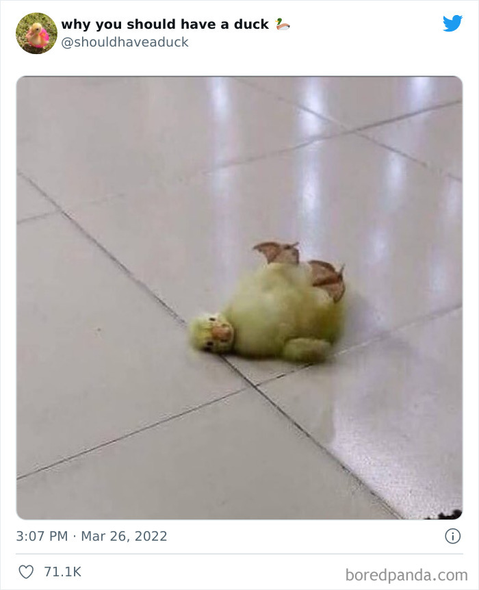 Why You Should Have A Duck