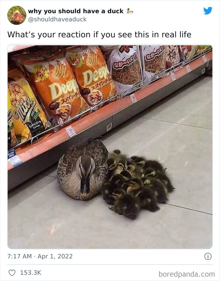 Why You Should Have A Duck