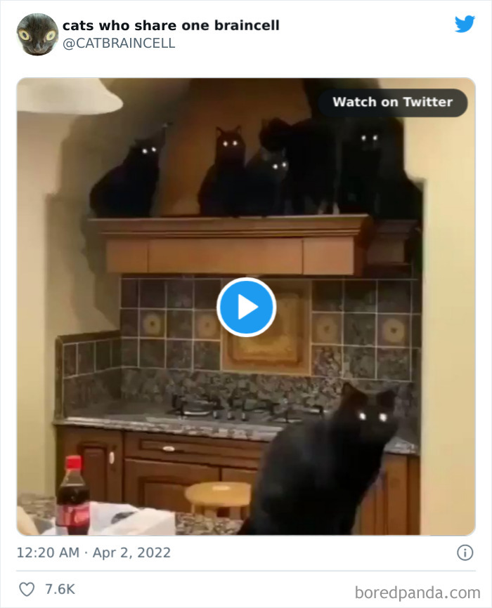 Hilariously-Silly-Cats-Catbraincell