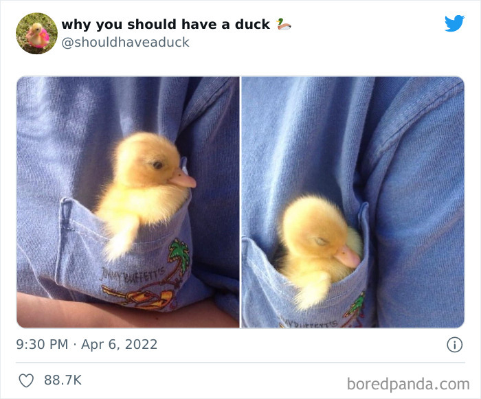 Why You Should Have A Duck