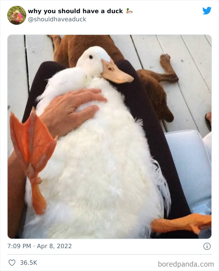 Why You Should Have A Duck