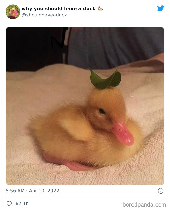 Why You Should Have A Duck