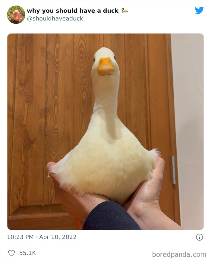 Why You Should Have A Duck