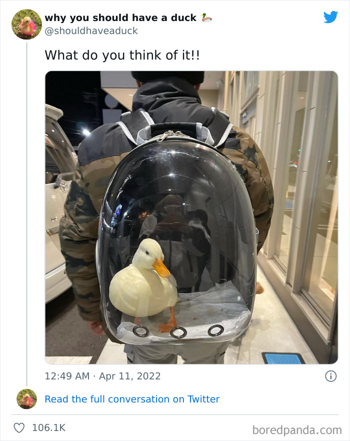 Why You Should Have A Duck