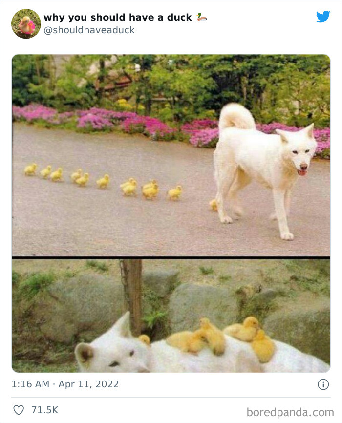 Why You Should Have A Duck