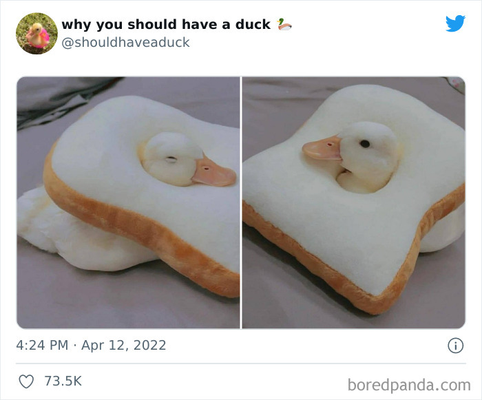 Why You Should Have A Duck
