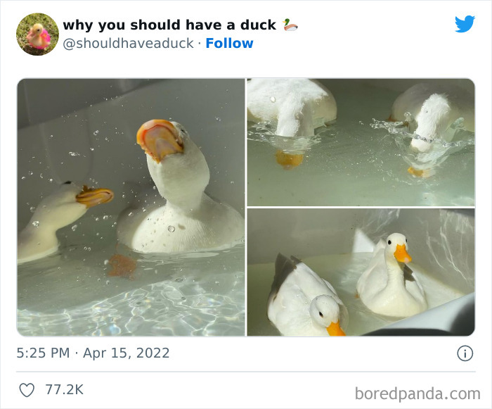 Why You Should Have A Duck