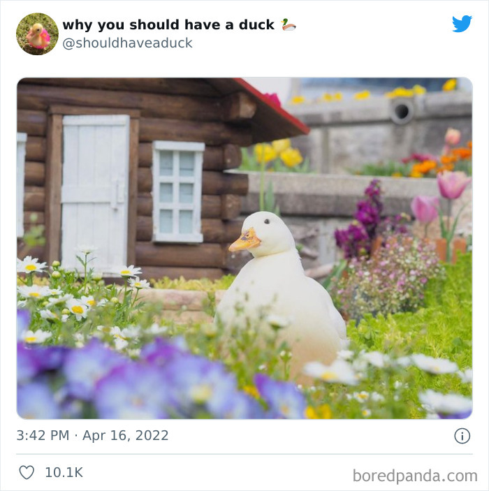 Why You Should Have A Duck