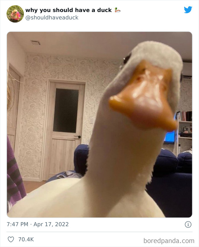 Why You Should Have A Duck
