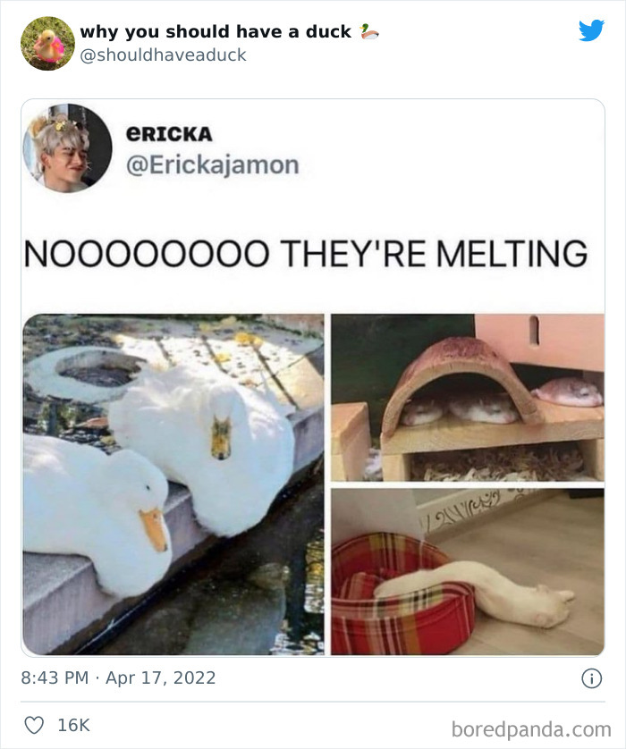 Why You Should Have A Duck