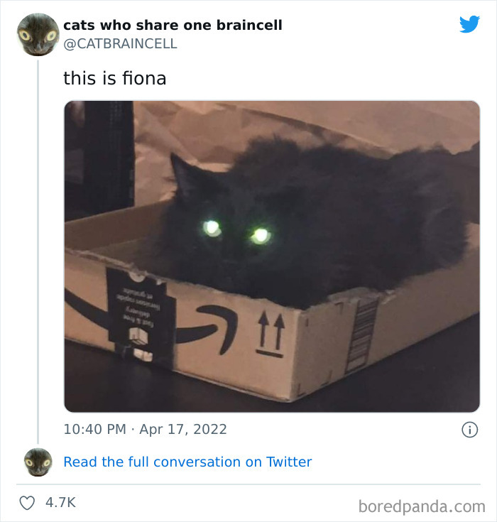 Hilariously-Silly-Cats-Catbraincell