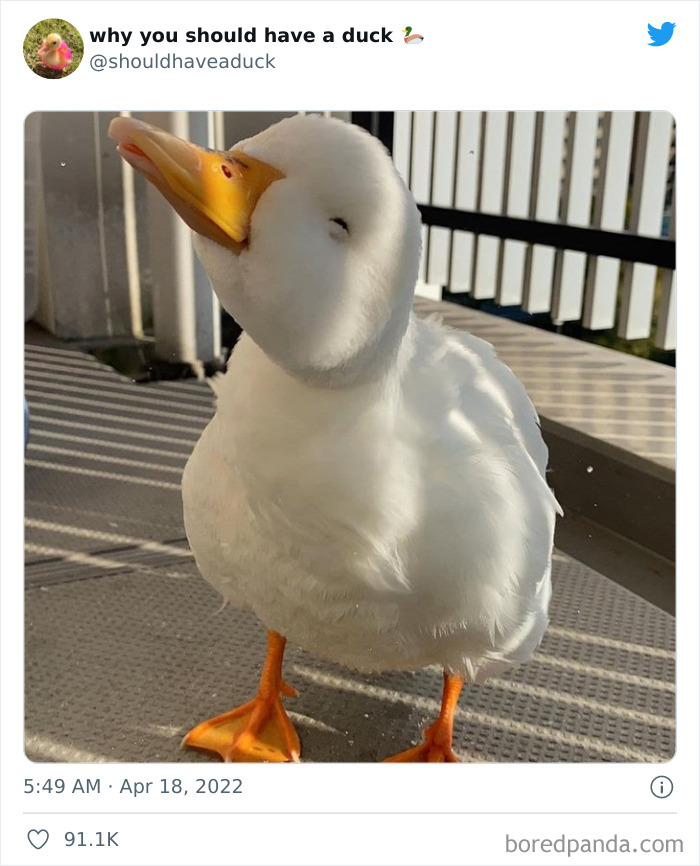 Why You Should Have A Duck
