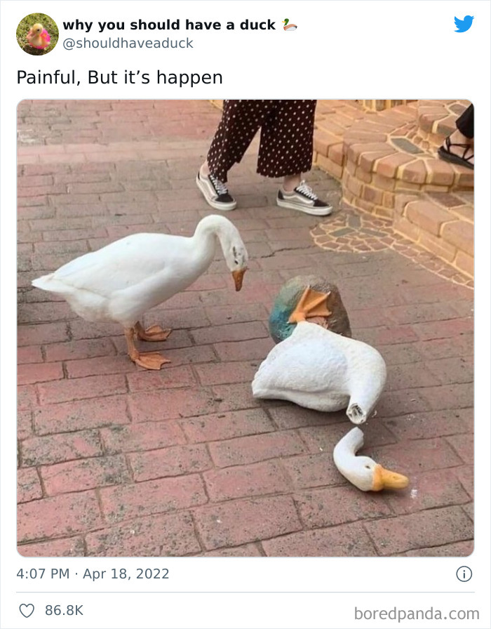 Why You Should Have A Duck