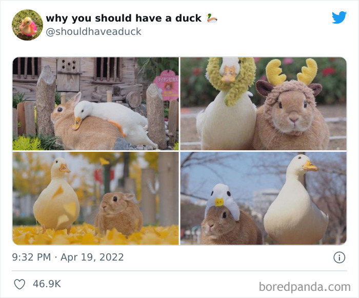 Why You Should Have A Duck