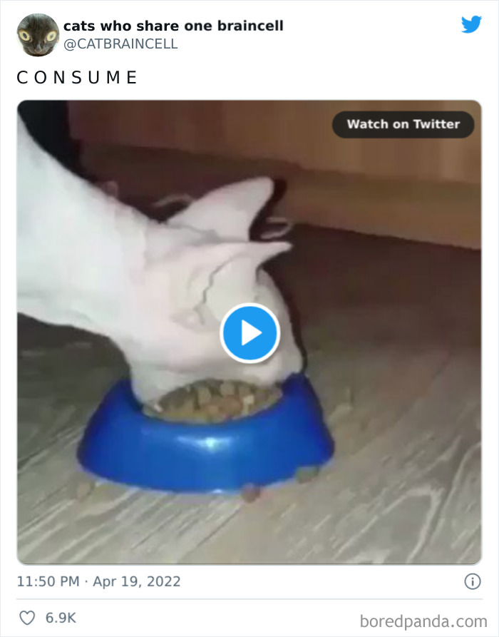 Hilariously-Silly-Cats-Catbraincell