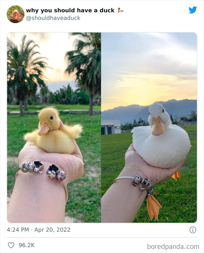 Why You Should Have A Duck