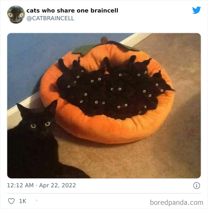 Hilariously-Silly-Cats-Catbraincell