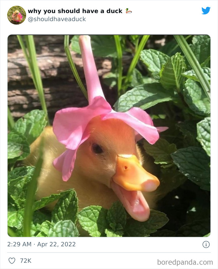 Why You Should Have A Duck