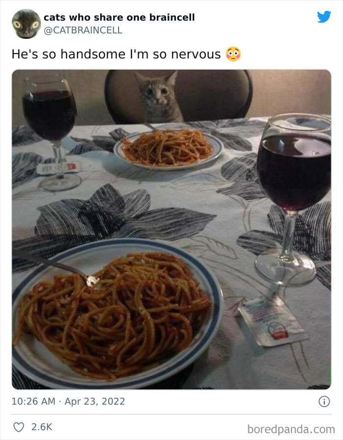 Hilariously-Silly-Cats-Catbraincell