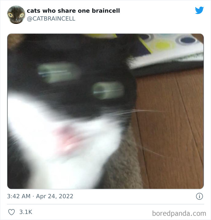 Hilariously-Silly-Cats-Catbraincell