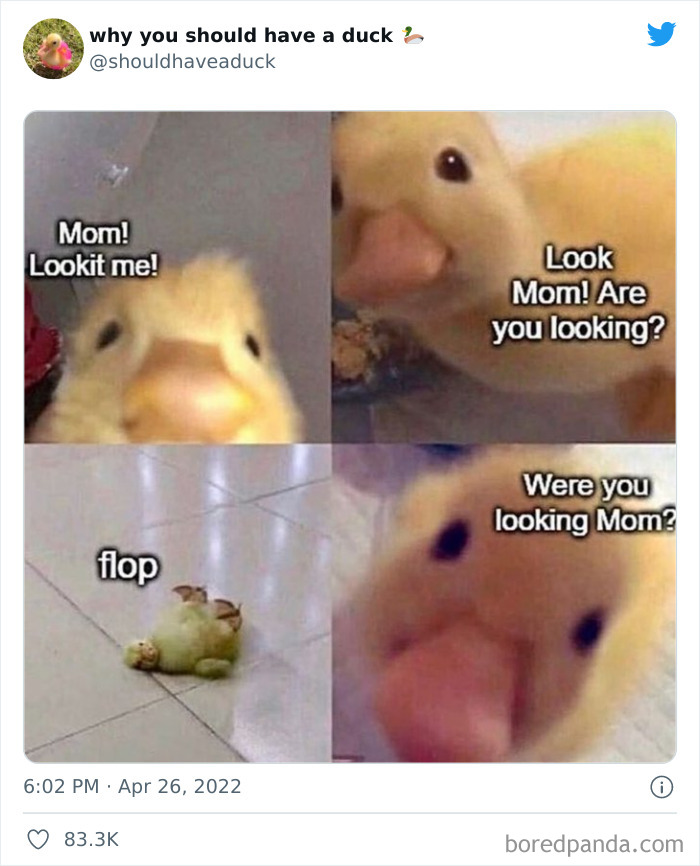 Why You Should Have A Duck