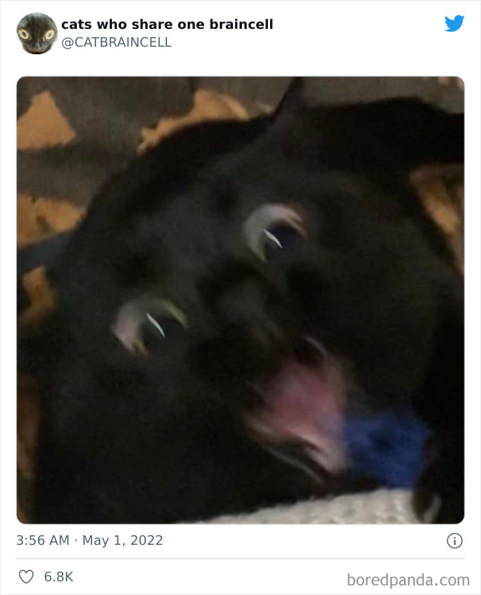 Hilariously-Silly-Cats-Catbraincell