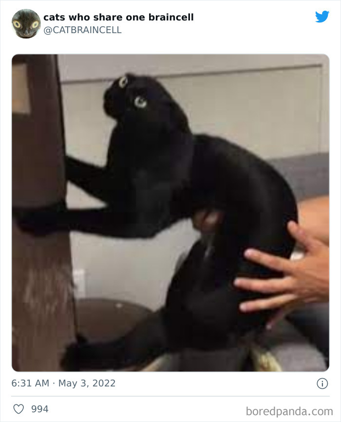 Hilariously-Silly-Cats-Catbraincell