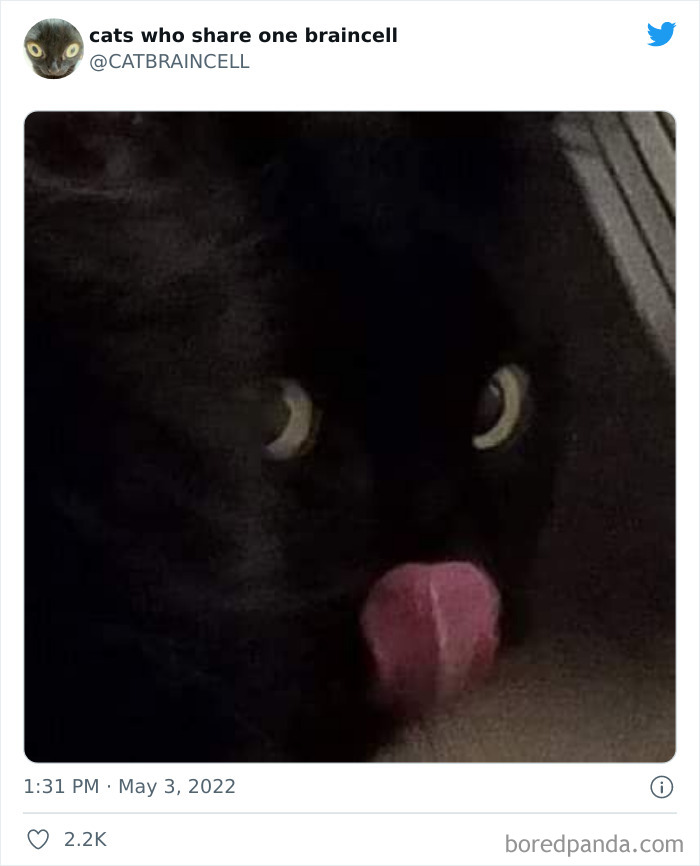 Hilariously-Silly-Cats-Catbraincell