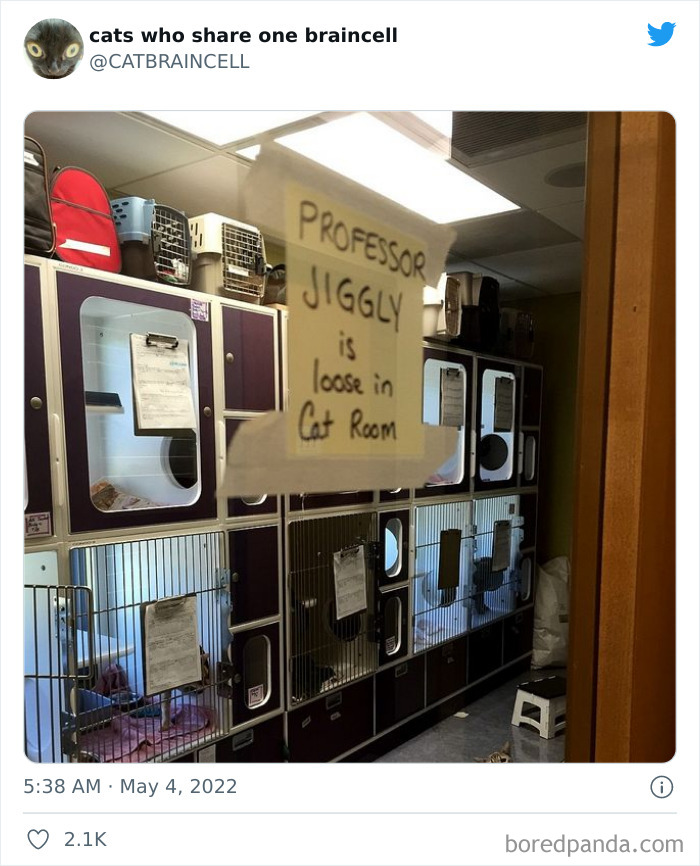 Hilariously-Silly-Cats-Catbraincell