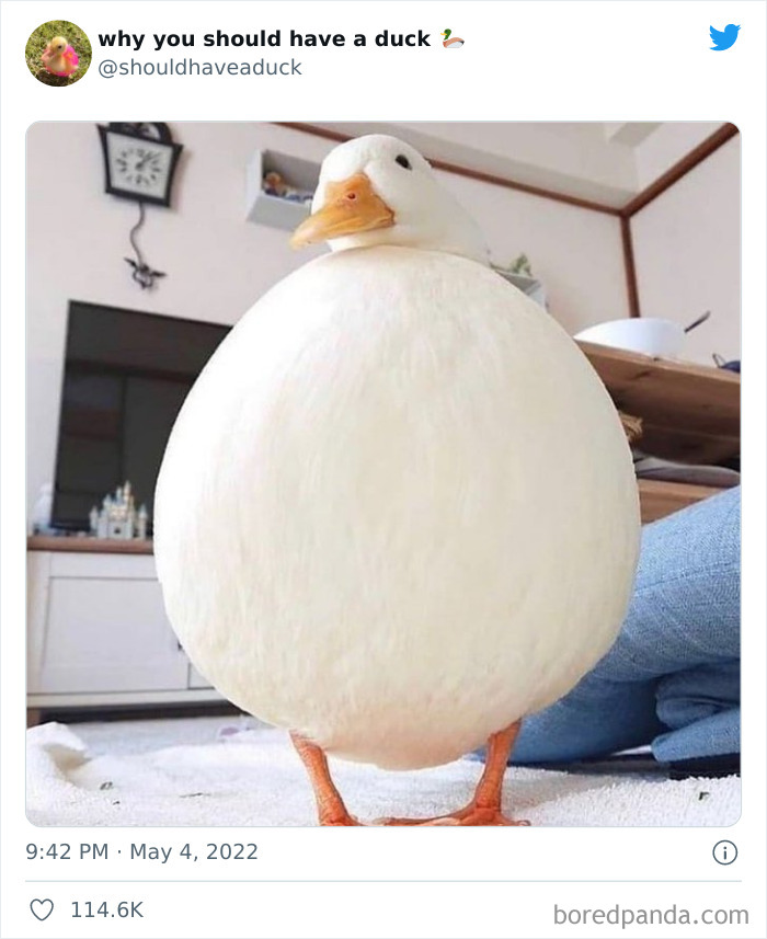 Why You Should Have A Duck