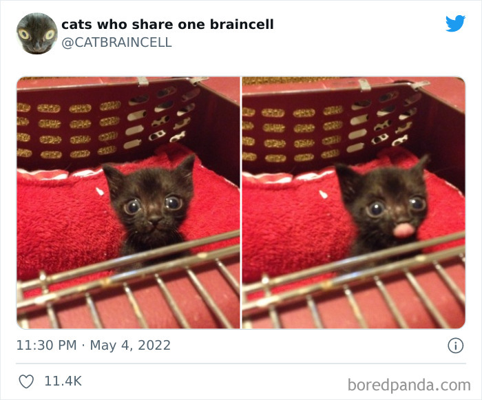 Hilariously-Silly-Cats-Catbraincell